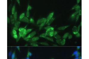 Immunofluorescence analysis of NIH-3T3 cells using LRPAP1 Polyclonal Antibody at dilution of 1:100 (40x lens). (LRPAP1 抗体)