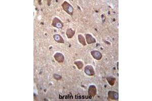 PCDHA3 Antibody (C-term) immunohistochemistry analysis in formalin fixed and paraffin embedded human brain tissue followed by peroxidase conjugation of the secondary antibody and DAB staining. (PCDHA3 抗体  (C-Term))