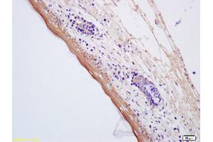 Formalin-fixed and paraffin embedded mouse embryo labeled with Anti-AQP7 Polyclonal Antibody, Unconjugated (ABIN741255) at 1:200, followed by conjugation to the secondary antibody and DAB staining (Aquaporin 7 抗体  (AA 251-342))