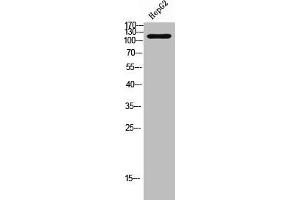 Western Blot analysis of HepG2 cells using Phospho-HDAC5/9 (S259/220) Polyclonal Antibody