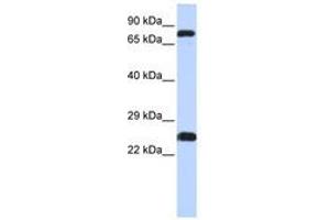 Image no. 1 for anti-Zinc Finger Protein 799 (ZNF799) (AA 111-160) antibody (ABIN6740481) (ZNF799 抗体  (AA 111-160))