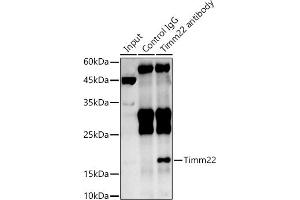 Immunoprecipitation analysis of 600 μg extracts of Rat brain cells using 3 μg Timm22 antibody (ABIN7270926). (TIMM22 抗体)