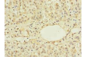 Immunohistochemistry of paraffin-embedded human adrenal gland tissue using ABIN7175982 at dilution of 1:100 (ZBTB43 抗体  (AA 165-467))