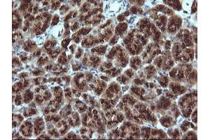 Image no. 1 for anti-Growth Arrest and DNA-Damage-Inducible, gamma (GADD45G) antibody (ABIN1497604) (GADD45G 抗体)