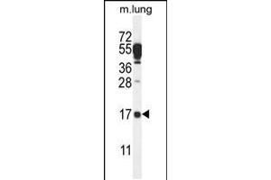 Western blot analysis in mouse lung tissue lysates (35ug/lane). (C14orf126 抗体  (C-Term))