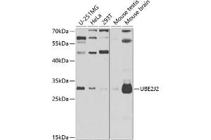 Western blot analysis of extracts of various cell lines, using UBE2J2 antibody (ABIN6132761, ABIN6149806, ABIN6149807 and ABIN6223156) at 1:1000 dilution. (UBE2J2 抗体  (AA 1-230))