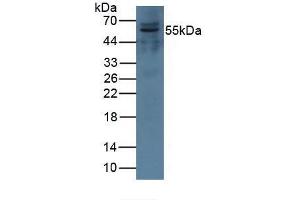Western blot analysis of Pig Kidney Tissue. (Complement Factor I 抗体  (AA 28-243))