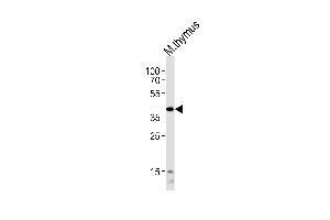 Western blot analysis of lysate from mouse thymus tissue lysate, using Mouse Tfap2a Antibody (Center) (ABIN1945094 and ABIN2838507).