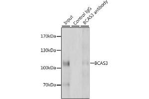 Immunoprecipitation analysis of 200 μg extracts of HeLa cells, using 3 μg BC antibody (ABIN6127481, ABIN6137481, ABIN6137482 and ABIN6223098). (BCAS3 抗体  (AA 674-913))