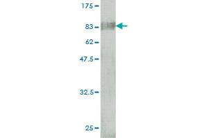 Western Blot detection against Immunogen (85. (BTD 抗体  (AA 1-543))