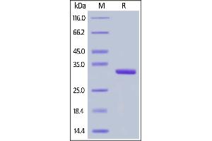 Human IgG1 Fc, Flag Tag on  under reducing (R) condition. (IgG1 Fc (AA 100-330) protein (DYKDDDDK Tag))