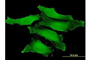 Immunofluorescence (IF) image for anti-Chloride Intracellular Channel 1 (CLIC1) (AA 1-241) antibody (ABIN560404)