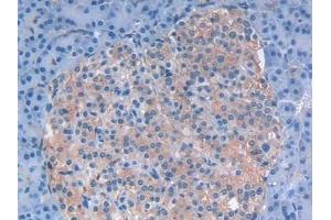 Detection of LIF in Human Pancreas Tissue using Polyclonal Antibody to Leukemia Inhibitory Factor (LIF)