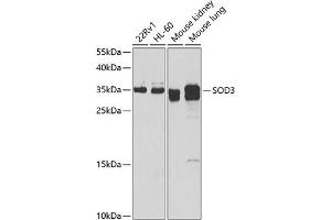 Western blot analysis of extracts of various cell lines, using SOD3 antibody (ABIN6128740, ABIN6148276, ABIN6148278 and ABIN6222746) at 1:1000 dilution. (SOD3 抗体  (AA 19-160))