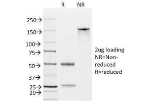 SDS-PAGE (SDS) image for anti-Epithelial Cell Adhesion Molecule (EPCAM) (AA 20-60) antibody (ABIN3025544)