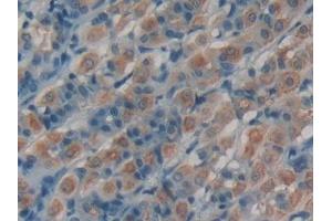 Used in DAB staining on fromalin fixed paraffin- embedded stomach tissue (VGF 抗体  (AA 330-449))