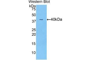 Detection of recombinant ANGPT4 using Polyclonal Antibody to Angiopoietin 4 (ANGPT4) (Angiopoietin 4 抗体  (AA 32-144))