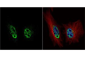 ICC/IF Image PRP19 antibody [C1C3] detects PRP19 protein at nucleus by immunofluorescent analysis. (PRP19 抗体)