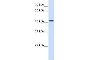 WB Suggested Anti-HSD3B2 Antibody Titration:  0.