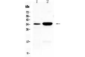 Western blot analysis of CA IV using anti- CA IV antibody . (CA4 抗体  (AA 19-284))