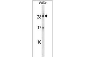 Western blot analysis in WiDr cell line lysates (35ug/lane). (Kallikrein 12 抗体  (AA 85-113))