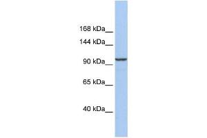 Western Blotting (WB) image for anti-Klotho beta (KLB) antibody (ABIN2459659) (Klotho beta 抗体)