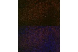 Immunofluorescence analysis of rat spleen using SHP1 Rabbit mAb (ABIN7269716) at dilution of 1:100 (40x lens). (SHP1 抗体)