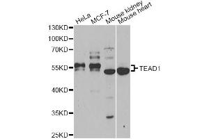 Western blot analysis of extracts of various cell lines, using TEAD1 antibody (ABIN6291475) at 1:1000 dilution. (TEAD1 抗体)