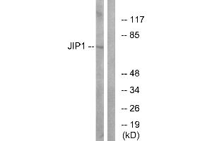 Immunohistochemistry analysis of paraffin-embedded human brain tissue using JIP1 (Ab-103) antibody. (MAPK8IP1 抗体  (Thr103))