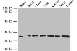 Western blot All lanes: FGF2 antibody at 4 μg/mL Lane 1: HepG2 whole cell lysate Lane 2: Mouse heart tissue Lane 3: Mouse liver tissue Lane 4: Mouse lung tissue Lane 5: Mouse kidney tissue Lane 6: Mouse brain tissue Lane 7: Mouse thymus tissue Secondary Goat polyclonal to rabbit IgG at 1/10000 dilution Predicted band size: 31, 23, 18, 22 kDa Observed band size: 31 kDa