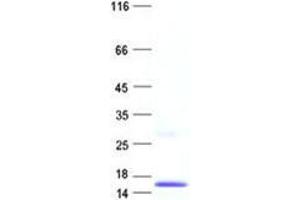 Validation with Western Blot (HIST1H4K Protein (His tag))