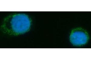 IF analysis of MRPS18B using anti-MRPS18B antibody (ABIN7600740).