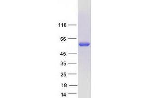 POLG2 Protein (Myc-DYKDDDDK Tag)