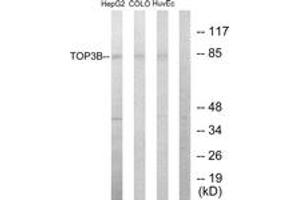 Western blot analysis of extracts from HepG2/COLO205/HuvEc cells, using TOP3B Antibody. (TOP3B 抗体  (AA 51-100))