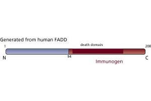 Image no. 3 for anti-Fas (TNFRSF6)-Associated Via Death Domain (FADD) (AA 94-208) antibody (ABIN967945) (FADD 抗体  (AA 94-208))