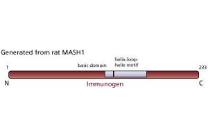 Image no. 1 for anti-Achaete-Scute Complex Homolog 1 (Drosophila) (ASCL1) antibody (ABIN967560) (ASCL1 抗体)