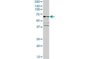 Western Blotting (WB) image for anti-CD19 Molecule (CD19) (AA 1-556) antibody (ABIN514159)