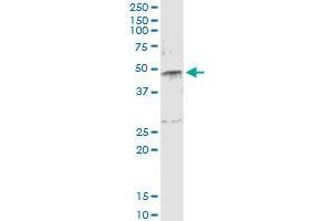 Immunoprecipitation of SERPINE1 transfected lysate using anti-SERPINE1 monoclonal antibody and Protein A Magnetic Bead , and immunoblotted with SERPINE1 MaxPab rabbit polyclonal antibody. (PAI1 抗体  (AA 86-185))