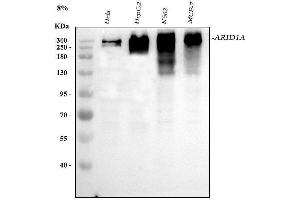 Western blot analysis of ARID1A using anti-ARID1A antibody (ABIN7602567).