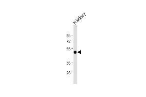 Anti-KCNJ15 Antibody (C-term) at 1:1000 dilution + human kidney lysate Lysates/proteins at 20 μg per lane.
