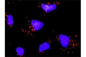 Proximity Ligation Analysis of protein-protein interactions between CDKN1A and SMAD4.