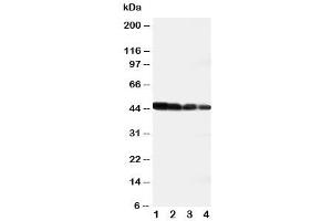 Western blot testing of DLL3 antibody and recombinant human protein (DLL3 抗体  (AA 599-618))