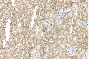 Immunohistochemical analysis of paraffin-embedded mouse kidney section using GREMLIN Antibody (C-term) (ABIN390078 and ABIN2840598). (GREM1 抗体  (C-Term))