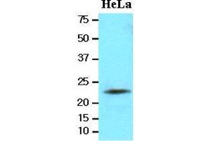 Cell lysates of HeLa(20 ug) were resolved by SDS-PAGE, transferred to nitrocellulose membrane and probed with anti-human LITAF (1:2000). (LITAF 抗体  (AA 1-161))