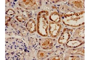 Immunohistochemistry analysis of human kidney tissue using ABIN7147255 at dilution of 1:100