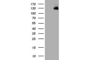 Image no. 1 for anti-WW and C2 Domain Containing 1 (WWC1) antibody (ABIN1501760)