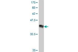 Western Blot detection against Immunogen (37.