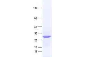 Validation with Western Blot (C14ORF80 Protein (His tag))