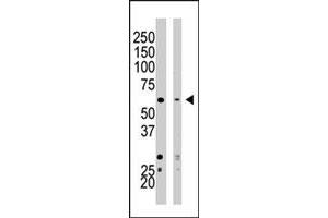 Western blot analysis of SETD8 polyclonal antibody  in HeLa cell lysate (Lane 1) and NIH/3T3 cell lysate (Lane 2) . (SETD8 抗体  (AA 25-53))