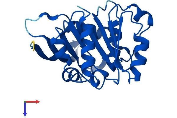 ABHD14B Protein (AA 1-210) (His tag)